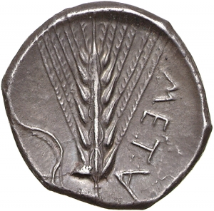 Metapont