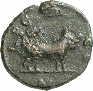 Carausius