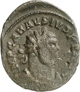 Carausius