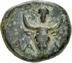 Lamponeia